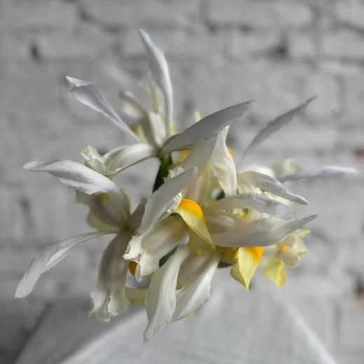 鸢尾.黄色（阿波罗） 商品图5