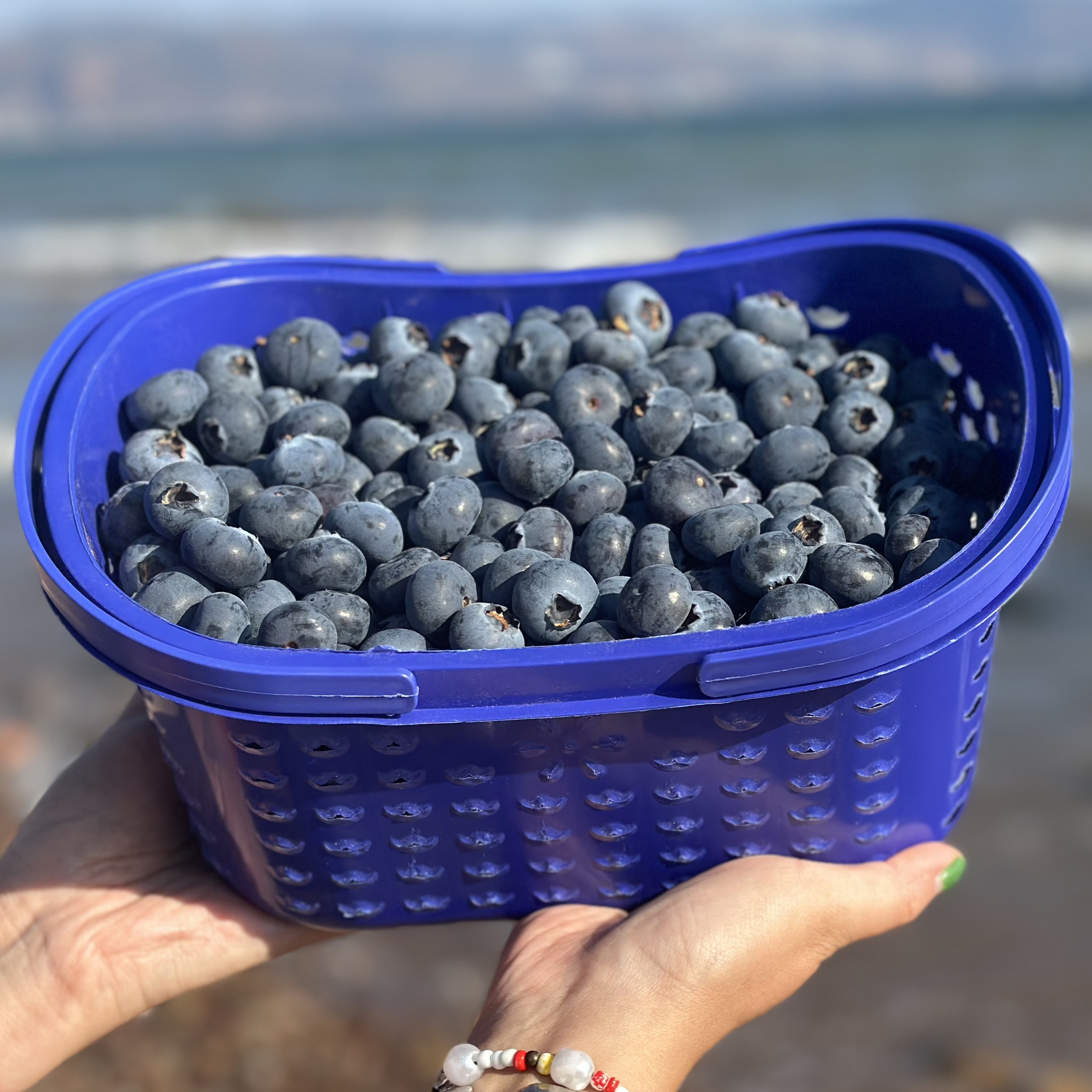 云南高原露天花香蓝莓，爽口多汁，营养丰富，现摘现发