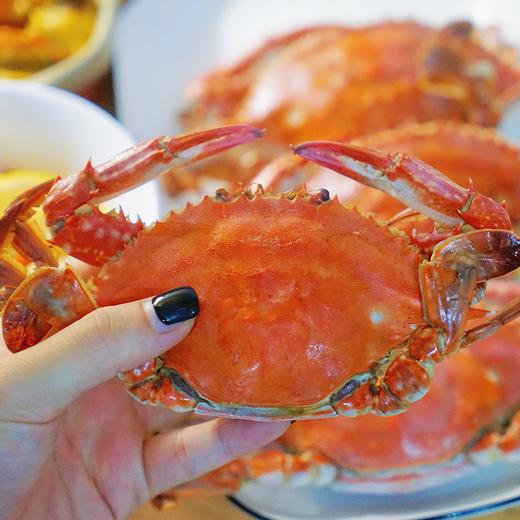 野生红膏梭子蟹 白玉蟹肉 红玉蟹膏 肥美鲜甜 商品图0