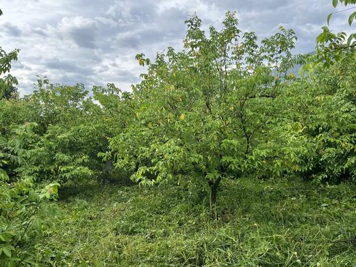 合作产品/ 生态杨桃 云南.元江 商品图7