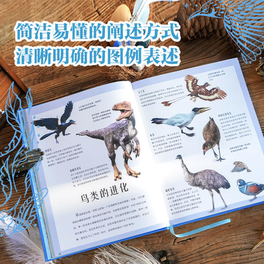 DK灵动盎然的飞鸟 商品图3