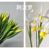 鸢尾.黄色（阿波罗） 商品缩略图0