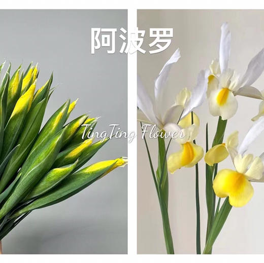 鸢尾.黄色（阿波罗） 商品图0