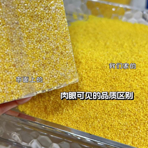 【2025年新小米上市】【回味好香，米油更丰富】值得尝正宗敖汉小米 原产地直发 500g×5小包 独立小包装更易保存~ 商品图6