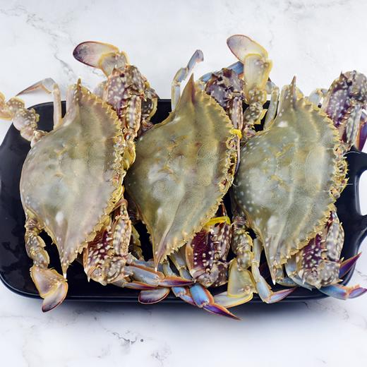 野生红膏梭子蟹 白玉蟹肉 红玉蟹膏 肥美鲜甜 商品图4