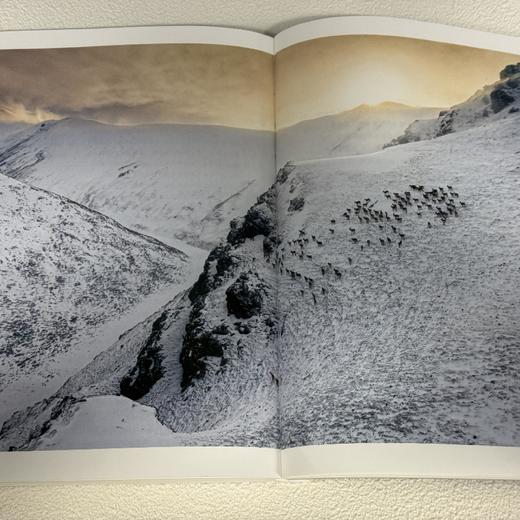 雪豹一家 卓玛王朝 骆晓耘 著  野生动物摄影 三联书店 商品图3