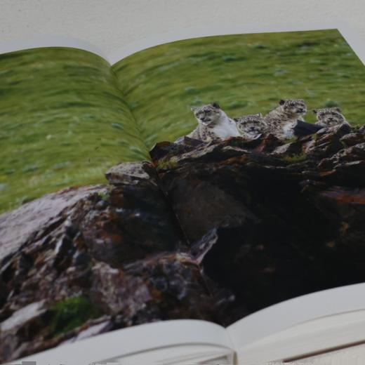 雪豹一家 卓玛王朝 骆晓耘 著  野生动物摄影 三联书店 商品图1