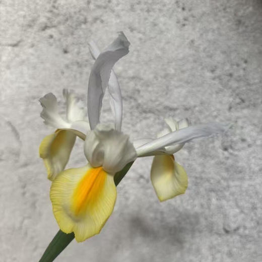 鸢尾.黄色（阿波罗） 商品图7
