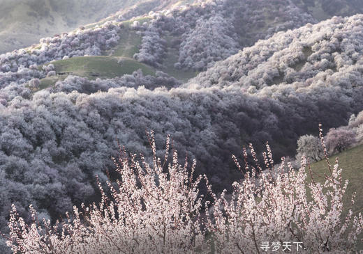 藏东南春色  索松村、易贡乡、米堆冰川7天（林芝往返） 商品图1