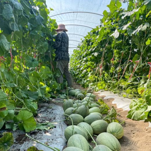 海南海沙蜜瓜【精选头茬超级蜜瓜，一藤一瓜】 商品图6
