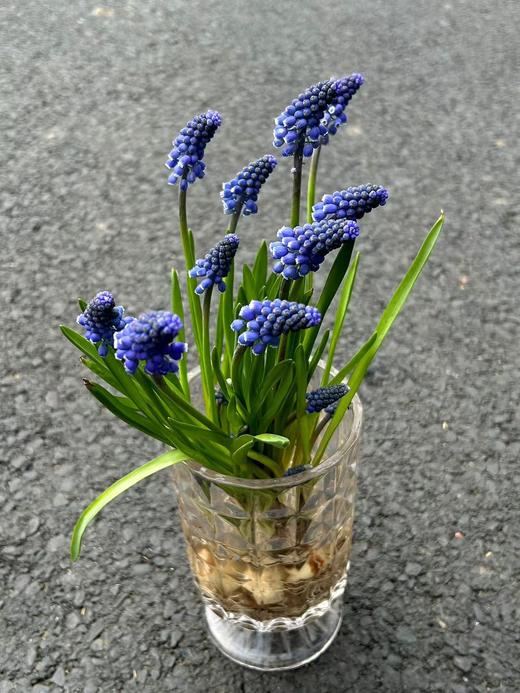 小众鲜花葡萄风信子水培种球10支 商品图6