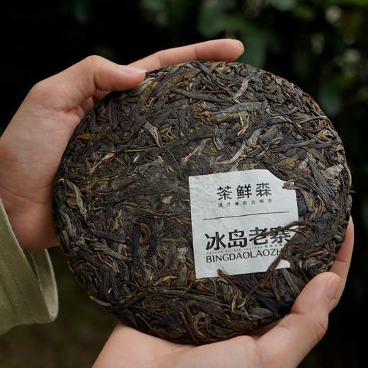 2023冰岛老寨古树 送品鉴装礼盒 普洱茶 生茶 200g/饼 商品图1