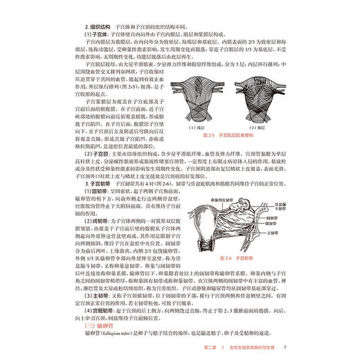 妇产科护理学 第5版 十四五规划教材全国高等职业教育专科教材 供护理专业用 单伟颖 张秀平 主编 人民卫生出版社9787117367431 商品图4