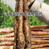 京觅温县垆土铁棍山药 5斤长度40-50cm 新鲜蔬菜焦作生鲜 源头直发 商品缩略图6