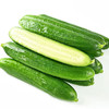 【分仓直发包邮】山东潍坊水果小黄瓜3斤（10-14根） 商品缩略图2