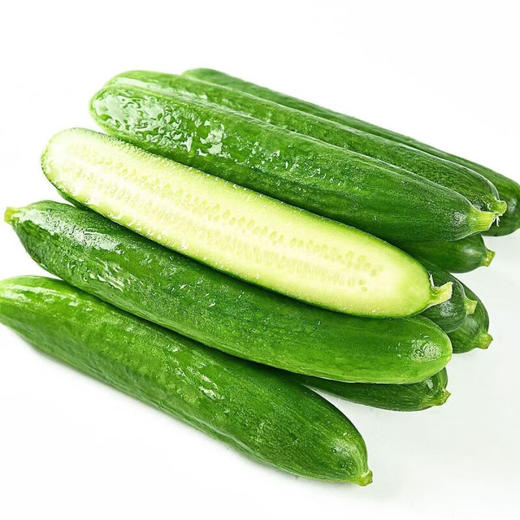 【分仓直发包邮】山东潍坊水果小黄瓜3斤（10-14根） 商品图2