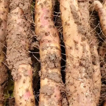 京觅温县垆土铁棍山药 5斤长度40-50cm 新鲜蔬菜焦作生鲜 源头直发 商品图5