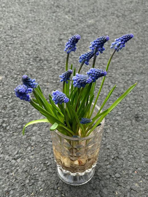 小众鲜花葡萄风信子水培种球10支 商品图7