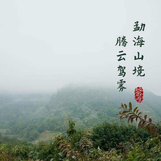 双陈2025年灵蛇聚宝普洱茶熟茶云南七子饼生肖纪念茶送礼送领导 商品图1