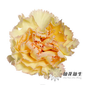 单头康乃馨 | 可可西里