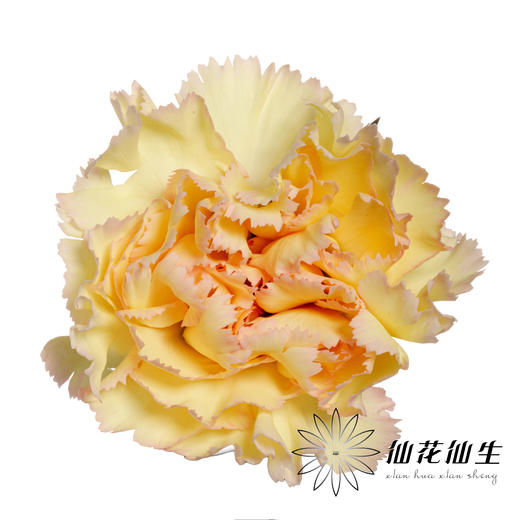 单头康乃馨 | 可可西里 商品图0