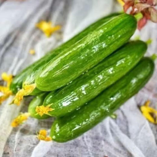 【分仓直发包邮】山东潍坊水果小黄瓜3斤（10-14根） 商品图0