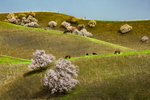 4月6日（越野车）【新疆】伊犁杏花盛放的季节：伊犁杏花、S101丹霞地貌、那拉提冰百合、赛里木湖冬景9天//伊犁杏花、野果林、雪山云杉 8天 商品图3