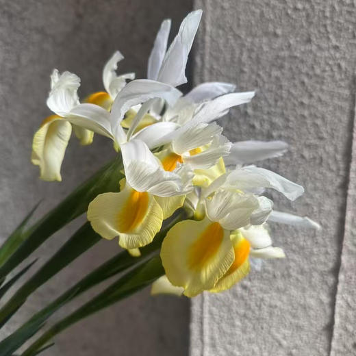 鸢尾.黄色（阿波罗） 商品图6
