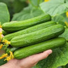 【分仓直发包邮】山东潍坊水果小黄瓜3斤（10-14根） 商品缩略图1