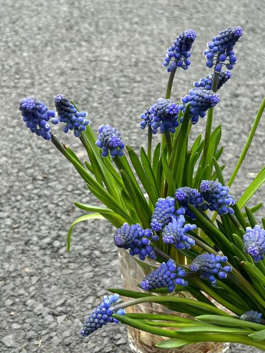 小众鲜花葡萄风信子水培种球10支 商品图4