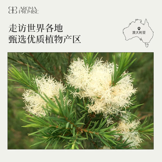 （周五会员福利）茶树精油 商品图4