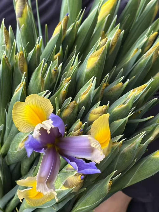 国产花材-【鸢尾】西贡小姐 商品图2