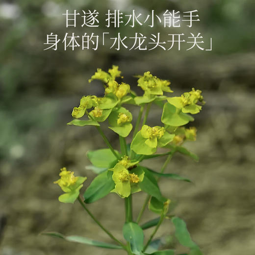 （懒人享so套组）真不二轻消通套组轻盈泽泻白芍防己黄芪草本贴 商品图4