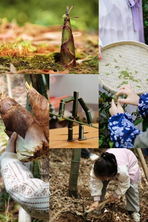 4.1/4.4【蒲江-采茶挖笋记】“小茶农”初体验，采茶，炒茶，挖春笋，吃春日竹笋宴，学竹子知识、做竹节人 商品图1