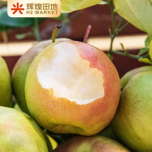 山西隰县玉露香梨4.5斤装/8.5斤装 商品图0