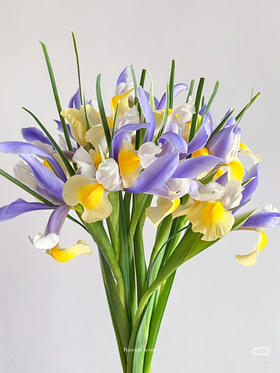 国产花材-【鸢尾】西贡小姐