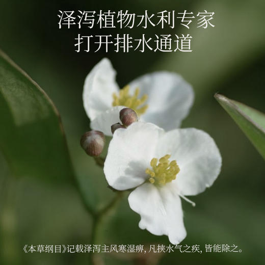 （懒人享so套组）真不二轻消通套组轻盈泽泻白芍防己黄芪草本贴 商品图2