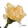 单头康乃馨 | 可可西里 商品缩略图1