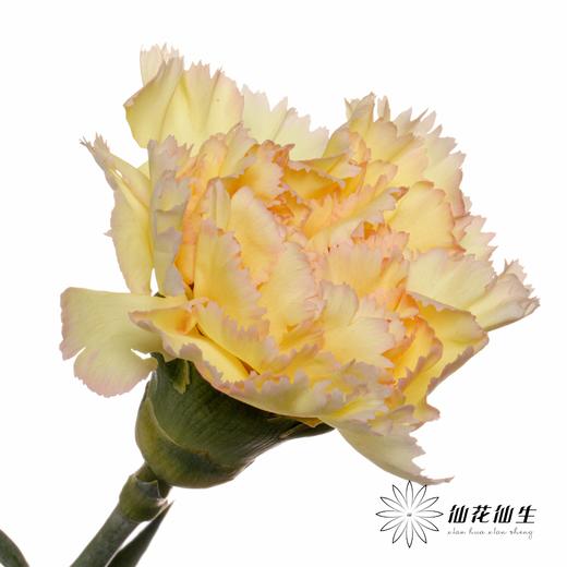 单头康乃馨 | 可可西里 商品图1