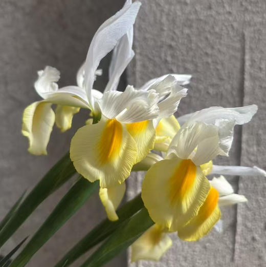 鸢尾.黄色（阿波罗） 商品图1