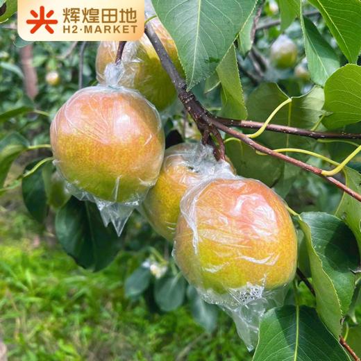 山西隰县玉露香梨4.5斤装/8.5斤装 商品图4
