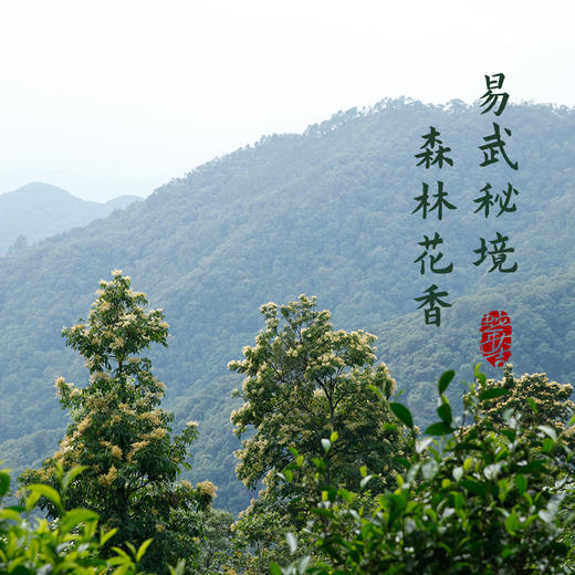 双陈2025年灵蛇聚宝纪念茶普洱茶生茶云南七子饼生肖茶送礼送领导 商品图2