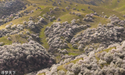 4月6日（越野车）【新疆】伊犁杏花盛放的季节：伊犁杏花、S101丹霞地貌、那拉提冰百合、赛里木湖冬景9天//伊犁杏花、野果林、雪山云杉 8天 商品图1