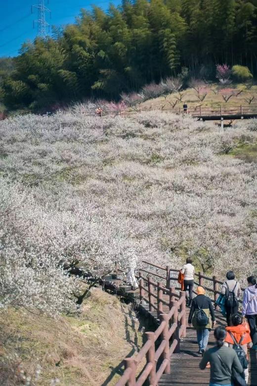 【智行研学】2月23日“赏梅亲子营” 商品图3