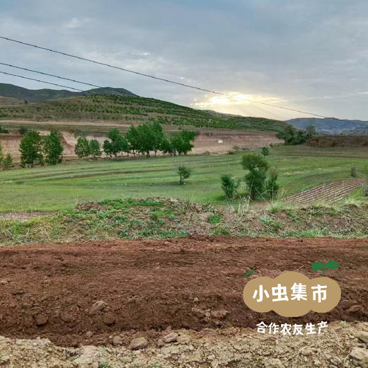 生态红高粱挂面条 200g/袋*3 | 合作农友生产，来自内蒙古，生产者：梁峻杰 *【公平贸易农人定价】 商品图11