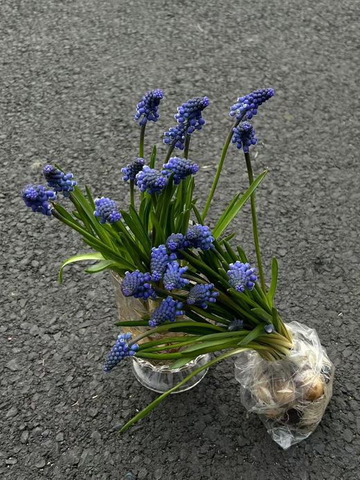 小众鲜花葡萄风信子水培种球10支 商品图5