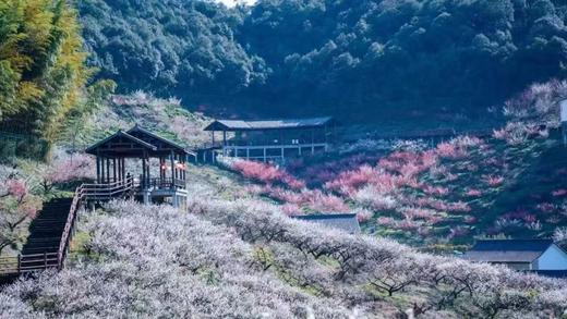 【智行研学】2月23日“赏梅亲子营” 商品图1