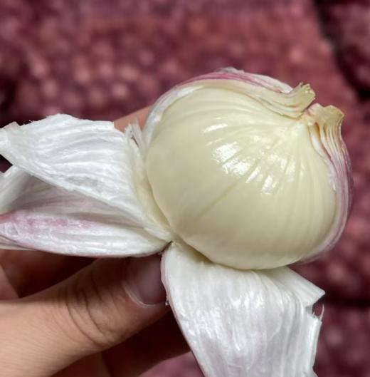 云南紫皮独头蒜（鲜蒜） 商品图1