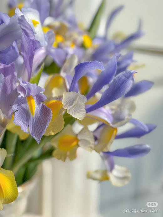 国产花材-【鸢尾】西贡小姐 商品图1