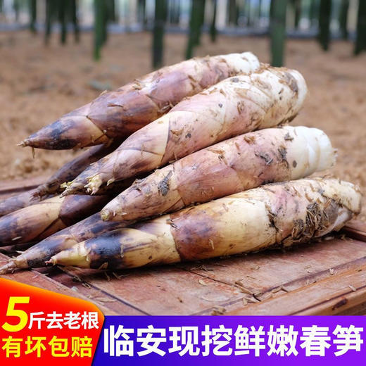 【一寸阳光】 临安天目山春笋（京东快递） 商品图2